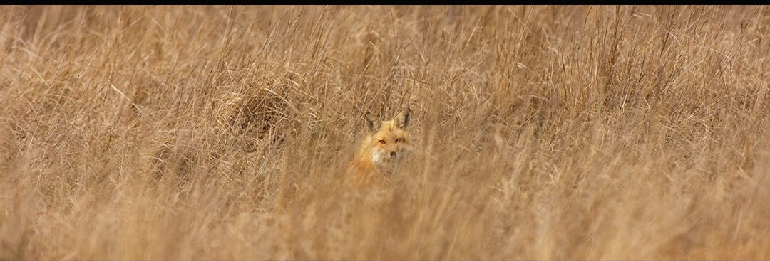 Salt Marsh Fox