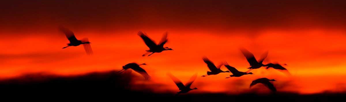 Fiery Migration