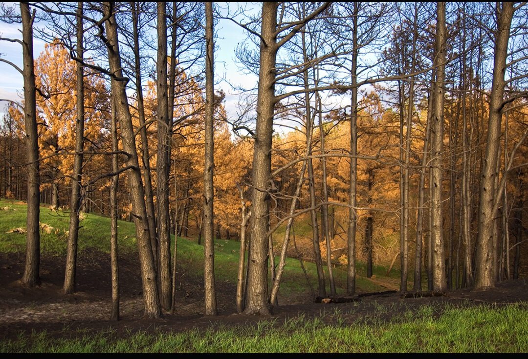 Forest thru the Trees