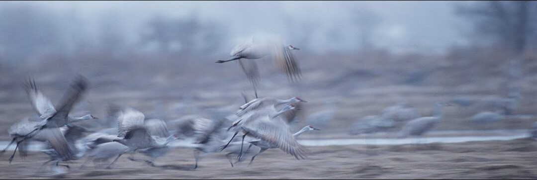 Icy Migration