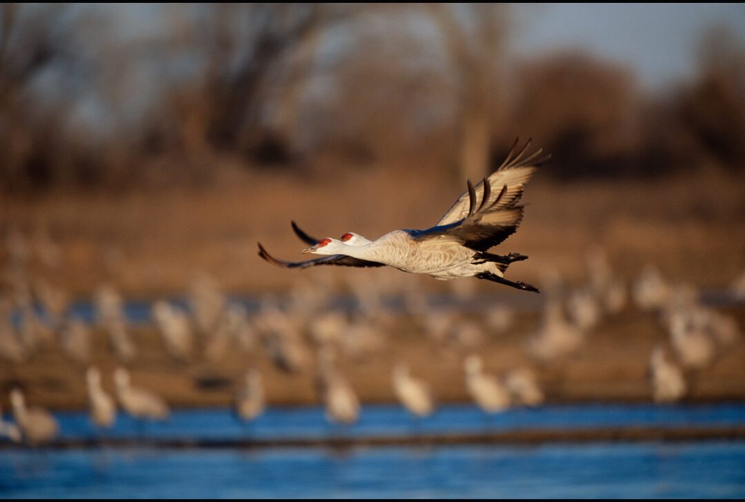 Sunlit Migration