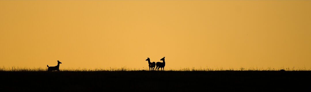 Dancing on Spring Creek Prairie