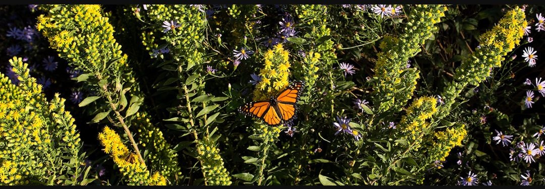 Monarch Summer